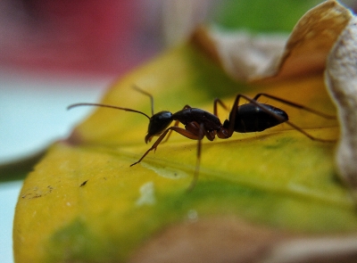 Ant_JJscontrol