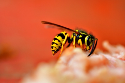 Fleas&Wasps