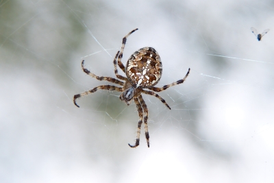 Spider
