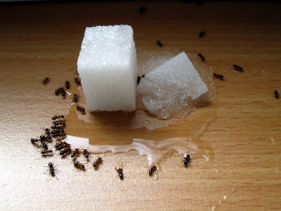 ants-kitchen