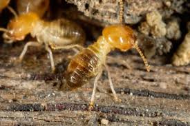 JJs Pest Control_termites