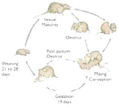 The Life Cycle of Rodents - All Natural Pest Elimination